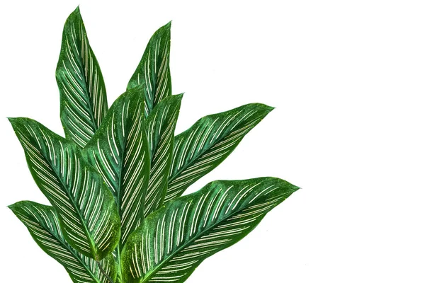 Tropische Bladeren Gebladerte Plant Bush Bloemstuk Natuur Achtergrond Geïsoleerd Witte — Stockfoto