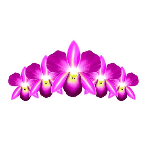 Orchidee Geïsoleerd Witte Achtergrond — Stockfoto