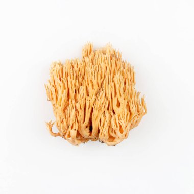 Beyaz arka planda ramaria sarı mantarı.