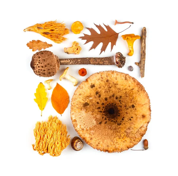 Composizione Autunnale Modello Foglie Secche Multicolore Autunno Funghi Uno Sfondo — Foto Stock