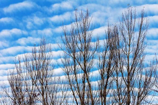 Ветви Деревьев Опавшими Листьями Фоне Красивого Голубого Неба Облаками — стоковое фото