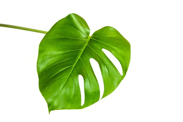 Grönt Blad Tropisk Monstera Växt Isolerad Vit Bakgrund — Stockfoto