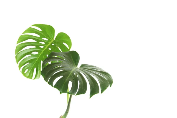 Groene Bladeren Van Een Tropische Monsterplant Geïsoleerd Een Witte Achtergrond — Stockfoto