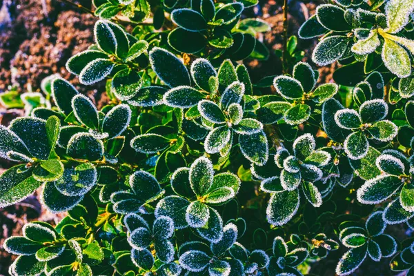 Güneşli bir sonbahar sabahında yeşil yapraklarla kaplı boxwood çalısı, üst manzara yakın