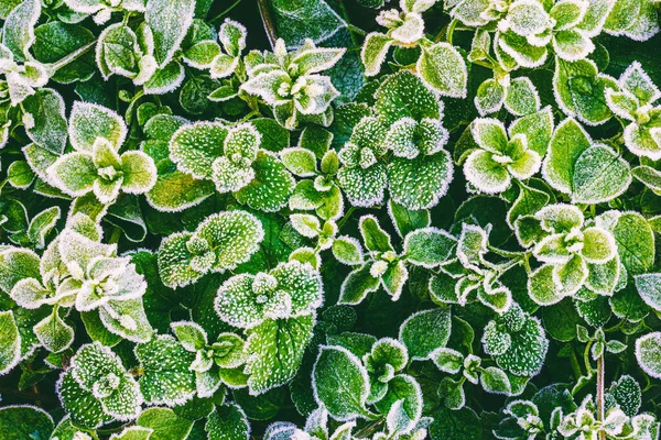 Folhas Verdes Grama Coberta Com Geada Uma Manhã Fria Outono — Fotografia de Stock