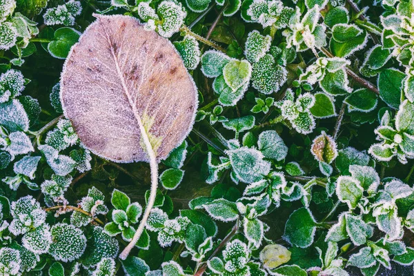 아침에 풀잎에 꼭대기를 가까이 바라본 — 스톡 사진