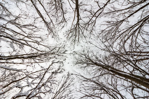 Strom Branchest Sněhem Zimním Lese Spodní Pohled — Stock fotografie