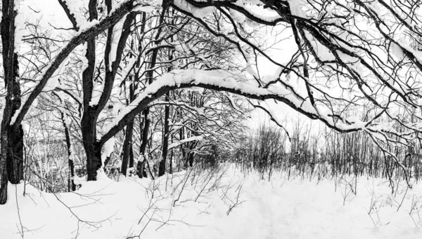 美丽的冬季风景 有橡木林 一条被雪覆盖的小径 黑白照片 — 图库照片