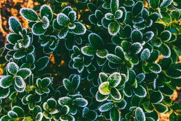 Arbusto Buxo Com Folhas Verdes Cobertas Com Geada Uma Manhã — Fotografia de Stock