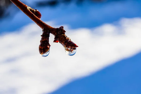 Gotas Agua Las Ramas Los Brotes Contra Nieve Enfoque Selectivo — Foto de Stock