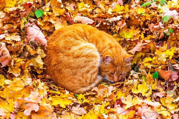 Stray Ginger Cat Sleeps Curled Fallen Yellow Maple Leaves — Stock Photo, Image