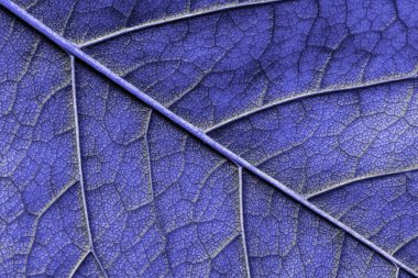 makro doku yaprağı 2022 yılının çok peri rengini kapatır