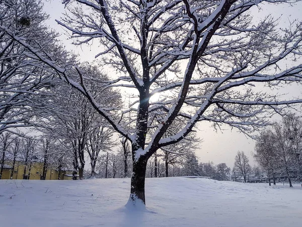 Δέντρο Ένα Άδειο Πάρκο Στο Χιόνι Ένα Κρύο Χειμωνιάτικο Πρωινό — Φωτογραφία Αρχείου