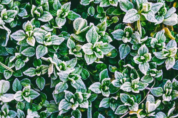 Mooi Groen Gras Bedekt Met Vorst Een Koude Lente Ochtend — Stockfoto