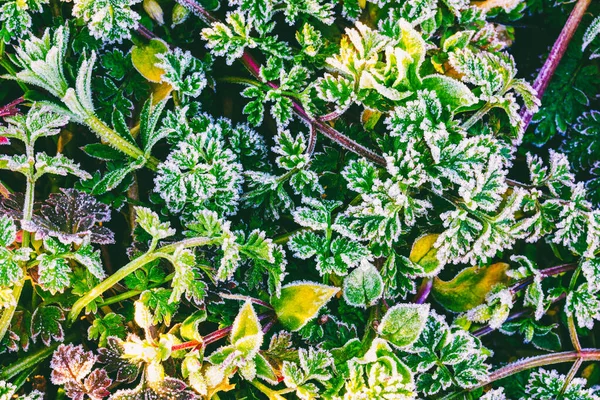 Bela Grama Verde Coberta Com Hoarfrost Uma Manhã Fria Primavera — Fotografia de Stock