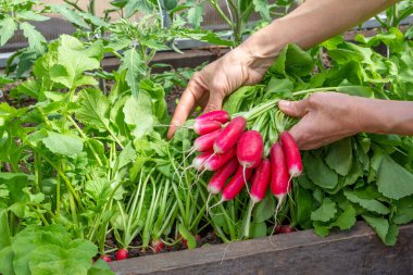 Turp yatağının arka planında kadınların ellerinde olgunlaşmış turplar.