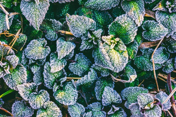 Bela Grama Verde Coberto Com Rime Uma Manhã Primavera Fria — Fotografia de Stock