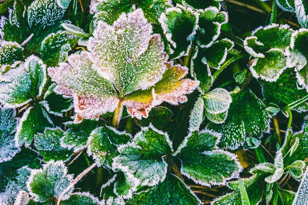 Folhas Grama Verde Coberta Com Geada Uma Manhã Fria Primavera — Fotografia de Stock