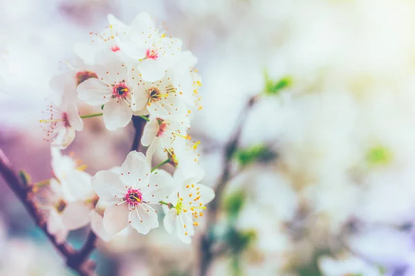 Kwitnące Gałązki Drzew Owocowych Zbliżenie Selektywne Skupienie — Zdjęcie stockowe