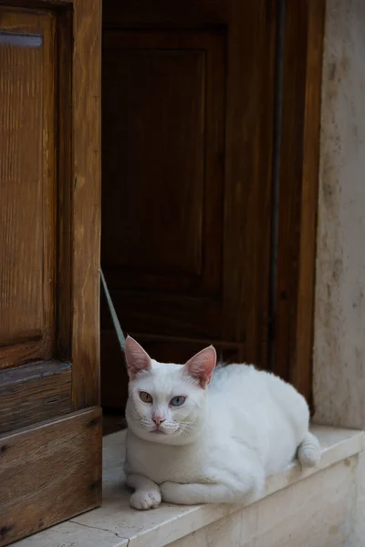 美しい白い猫が玄関先で休んでいます — ストック写真