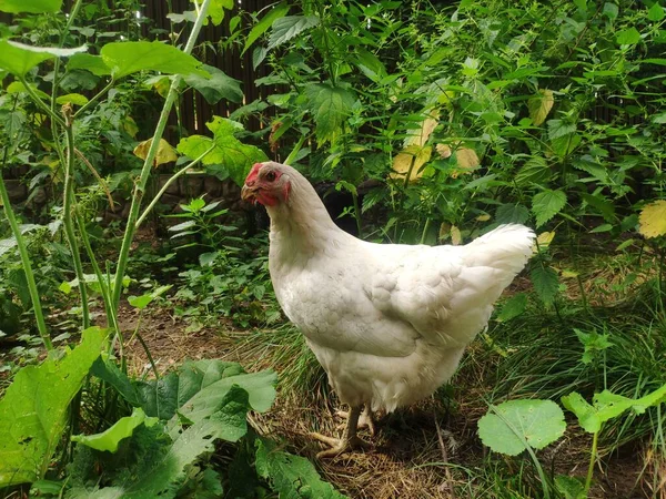 Puiul alb merge pe iarbă la fermă. găină tânără în curtea păsărilor de curte — Fotografie, imagine de stoc