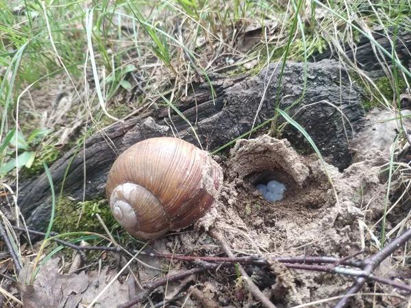 Grand escargot akhatina pondu des œufs dans un trou de terre. oeufs d'escargot — Photo