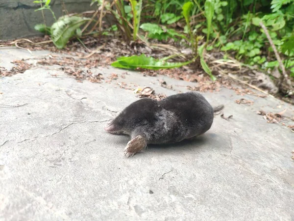 Dead mole, the destruction of rodents in the backyard — Stock Photo, Image