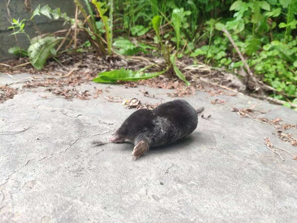 Toupeira morta, a destruição de roedores no quintal — Fotografia de Stock