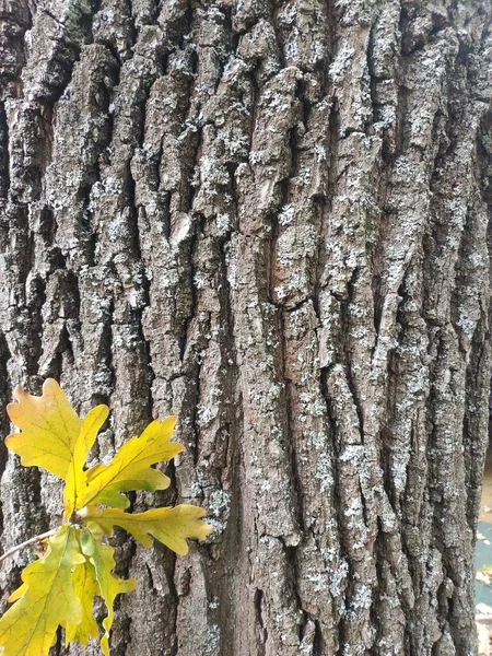 Hojas amarillas de roble de otoño sobre fondo de corteza de roble. Textura de corteza de roble. Copiar espacio — Foto de Stock