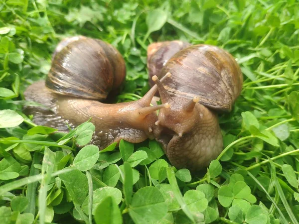 Due lumache innamorate si baciano con le loro antenne. grandi chiocciole achatina sull'erba verde. Lumaca di terra africana gigante — Foto Stock