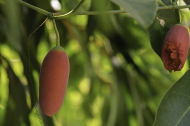 Meyve bahçesindeki sarmaşık kabağında olgun kırmızı sarmaşık, Coccinia Grandis.