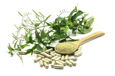 Andrographis Paniculata özüt toz ahşap kaşık, kapsüller bitkisel ve yapraklar, beyaz arka plan izole.