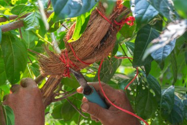 Büyüyen bir dalın katman bitkisi bir aseksüel üreme metodudur..
