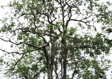 Arka plan için bulanık odak, güzel dallar ve gövdeden çıkan küçük yapraklar ve beyaz arkaplan.