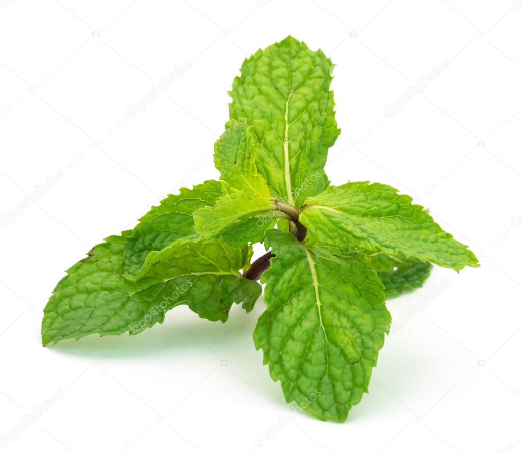 Mint leaves green plants isolated on white background, Mint Helps relieve flatulence, indigestion.