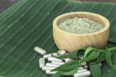 Andrographis Paniculata özü toz ahşap kase (Kariya), bitkisel kapsül, muz yaprağı üzerinde panikleme yaprağı ve eski ahşap arka planda. Panikleyerek vücuttaki bağışıklık sistemini uyarır..