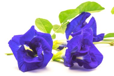 Taze kelebek çiçeği (Mavi bezelye) ve yapraklar, beyaz arka planda izole edilmiş..