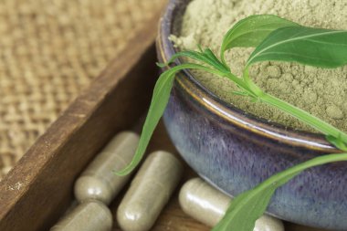 Taze Andrographis Paniculata, yeşil seramik kasede toz çıkar ve tahta tabağa, kapsüllere, çuval arka planına..