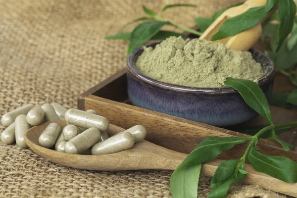 Andrographis, tahta kaşıkta panikleme kapsülleri, yeşil seramik kasede panikleme tozu ve arka planda taze yapraklar..