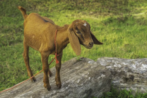 Single Goat Cute Pet Standing Log Has Red Rope Tied — 图库照片