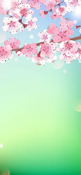 Vertikale Darstellung Des Frühlings Kirschblüten Auf Verschwommenem Hintergrund Rosarote Kirschblüten — Stockvektor