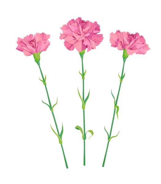 Trois Oeillets Roses Sur Fond Blanc Fleurs Blanches Délicates Sur — Image vectorielle