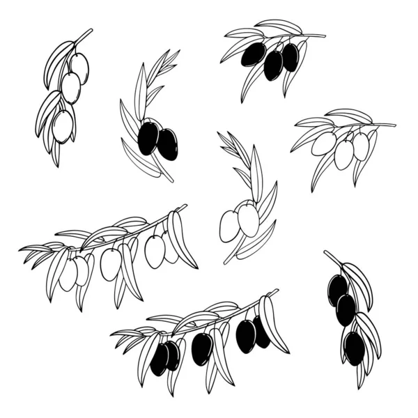 一套图形化的橄榄树枝条 成熟的浆果作为橄榄油标签 标识的矢量元素 白色背景 单色插图 雕刻品 — 图库矢量图片