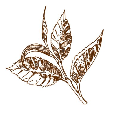 Genç bir çaydanlık. Organik içecek. Grafik biçiminde vektör ögesi. Ambalaj tasarımı için çay yaprağı, logo.