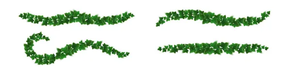 Viñas de hiedra con hojas verdes, plantas trepadoras — Vector de stock