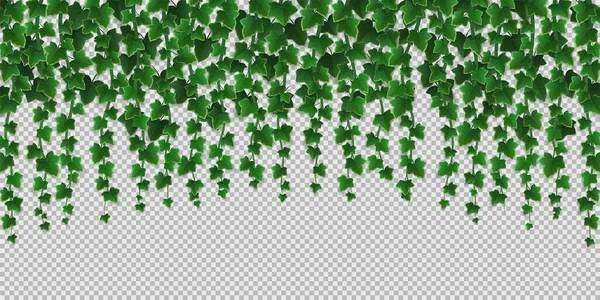Cadre de vignes grimpantes en lierre, feuilles vertes de rampant — Image vectorielle