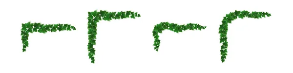 Кути плюща, сходження на лозу з зеленим набором листя — стоковий вектор