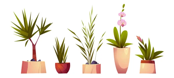 Plantas de casa e flores em vasos — Vetor de Stock