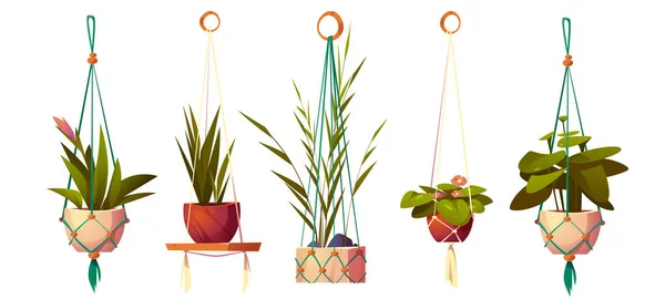 House plants in hanging pots in macrame hangers — Stock Vector