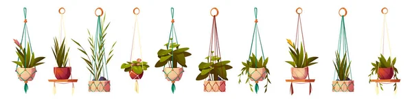House plants in hanging pots, isolated flowers set — Wektor stockowy